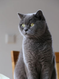 Close-up portrait of a cat looking away