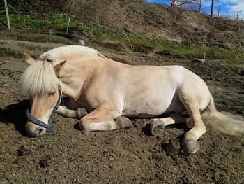 View of a horse on field