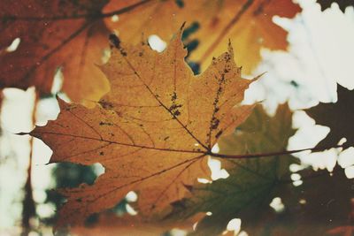 Close-up of maple leaves on tree against sky