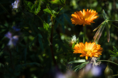 Close-up of yellow flowering plant