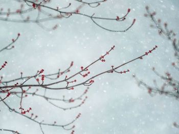 Close-up of frozen plant during winter