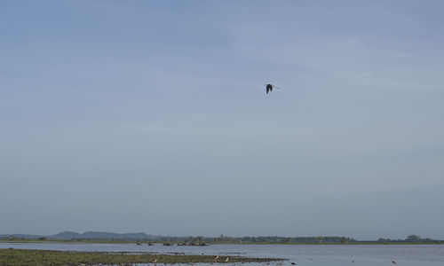 Bird flying over sea against sky