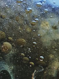 Close-up of jellyfish swimming in water