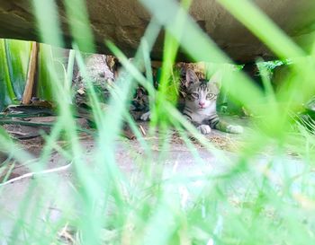 Portrait of cat in grass