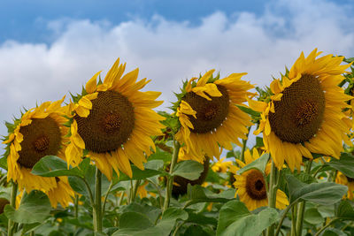 Close-up of sunflower on field against sky