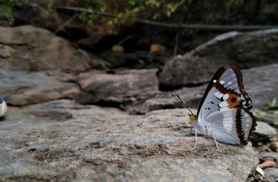 Close-up of butterfly on rock