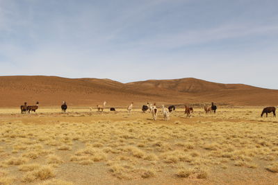 Lamas walking on field with mountain and sky backdrop