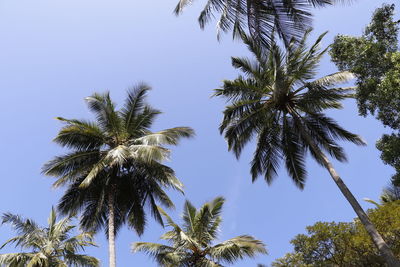 Low angle view of palm trees against clear sky