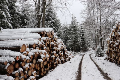 Snow covered land by trees in forest