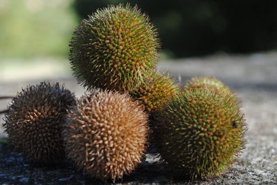 Close-up of cactus growing outdoors