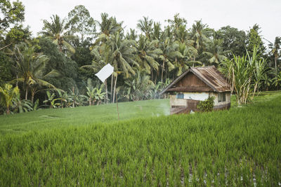 House on field against trees