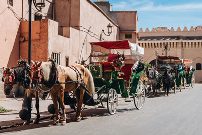 Horse cart on street in city