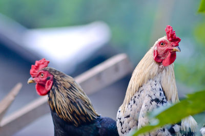 Close-up of rooster