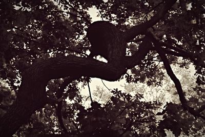 Low angle view of trees