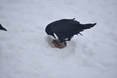 High angle view of bird