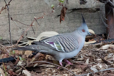 View of an animal on abandoned floor