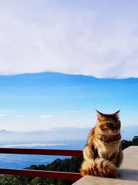 Cat on mountain against sky