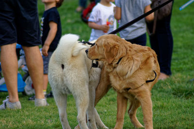 Low section of people with dog on grass