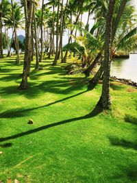 Trees on grassy field