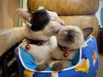 Close-up of a dog with cat