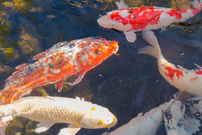 View of fish swimming in pond