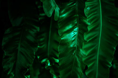 High angle view of plants