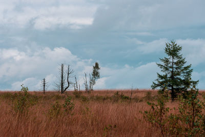 Moorland landscape of the high fens in autumn, belgium.