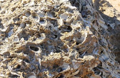 Full frame shot of tree trunk