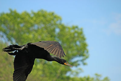 Low angle view of a bird flying