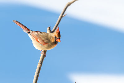 Low angle view of bird perching on branch against sky