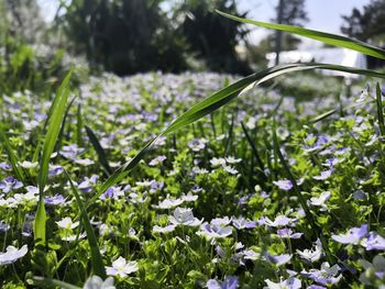 Close-up of flowering plants on field
