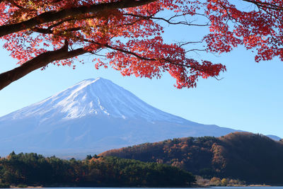 Trees on mountain against clear sky