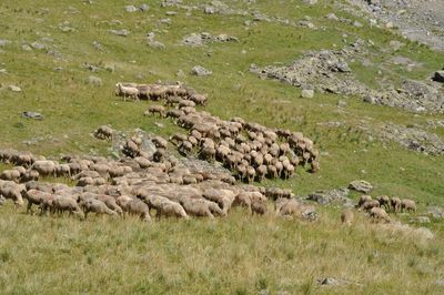 A herd of sheep in the alps