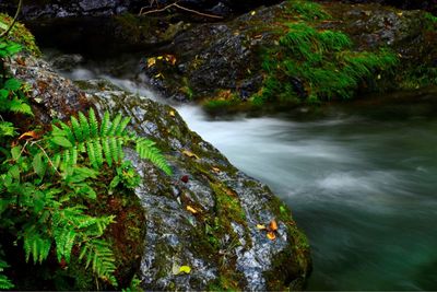 Scenic view of stream flowing through rocks in forest