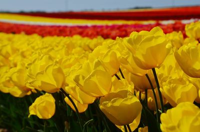 Close-up of yellow tulips