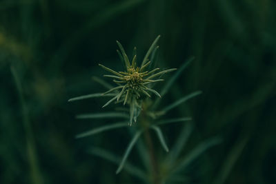 Close-up of plant