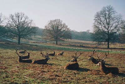 Flock of sheep on field against sky