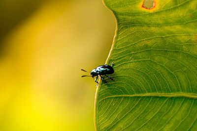 Close-up of insect on leaf