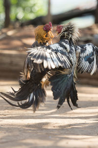 Close-up side view of birds fight