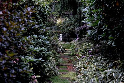 Plants growing outdoors