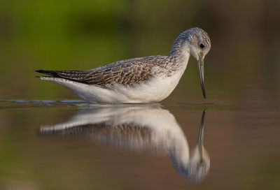 Close-up of bird in water
