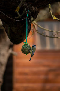 Close-up of bird hanging on branch