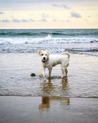 Dogs in a sea