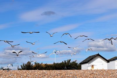 Seagulls flying in building against sky