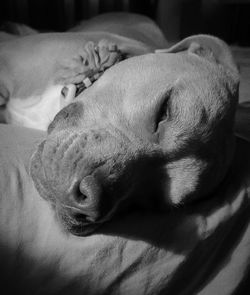 Close-up of dog sleeping on bed at home