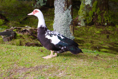 Side view of a bird on field