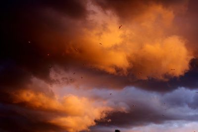 Low angle view of birds flying in sky