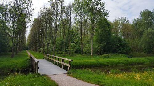 View of trees in forest