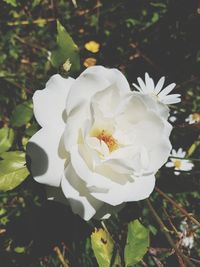 Close-up of white rose flower