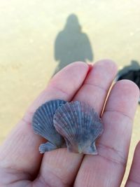 Cropped image of hand holding plant